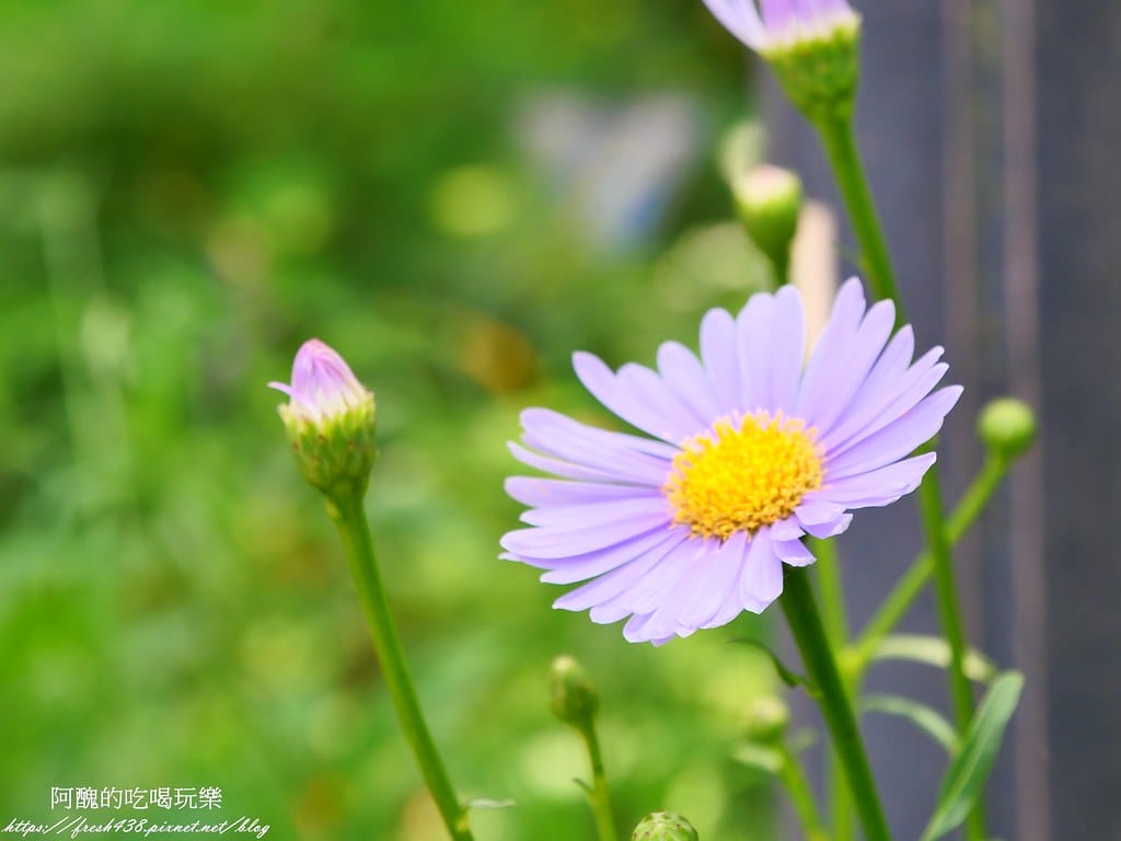 【韓國景點】晨靜樹木園(아침고요수목원) ,一年四季都值得前往,美不勝收的人間仙境,京畿道必遊景點。 - 第27張圖 22