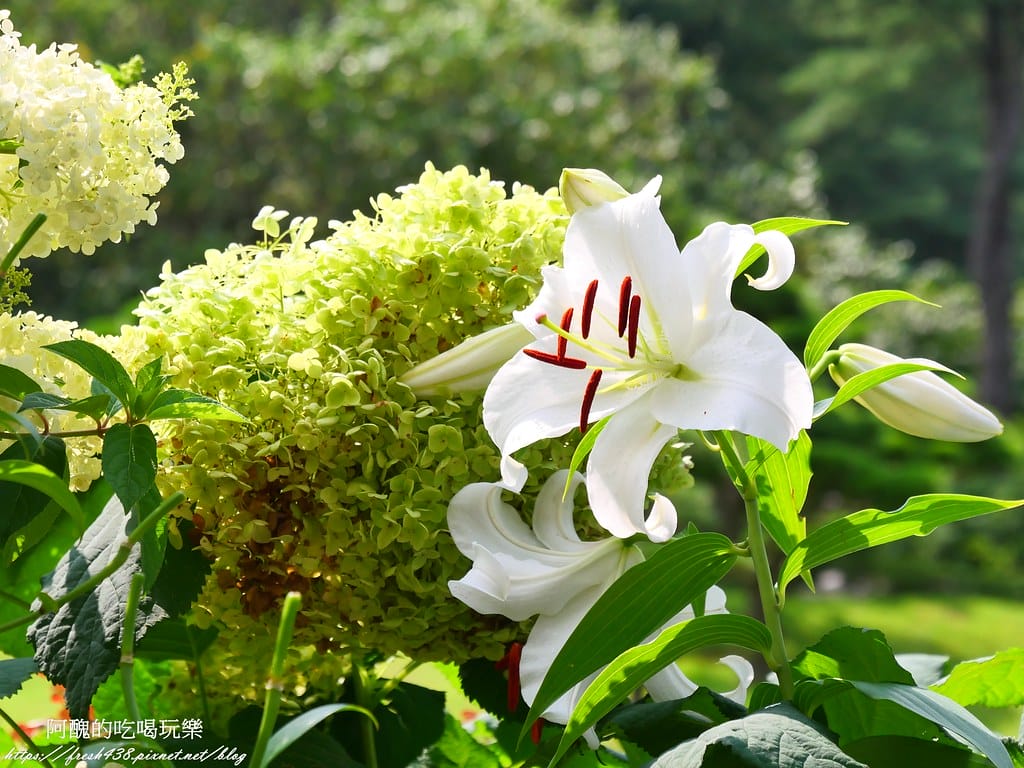 【韓國景點】晨靜樹木園(아침고요수목원) ,一年四季都值得前往,美不勝收的人間仙境,京畿道必遊景點。 - 第34張圖 30