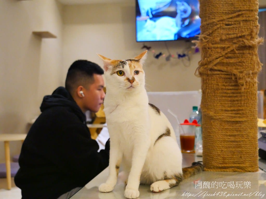【板橋美食】貓欸Camulet,有貓咪陪吃飯的餐廳,餐點可口、貓咪親人,環境乾淨到不可思議! - 第56張圖 46