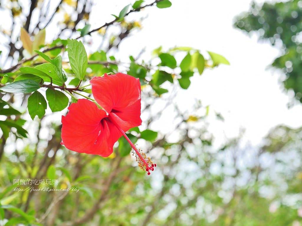 【越南景點】發現越南奇蹟:山茶半島與靈應寺之旅,東南亞最高的觀音像。 - 第32張圖 21-6
