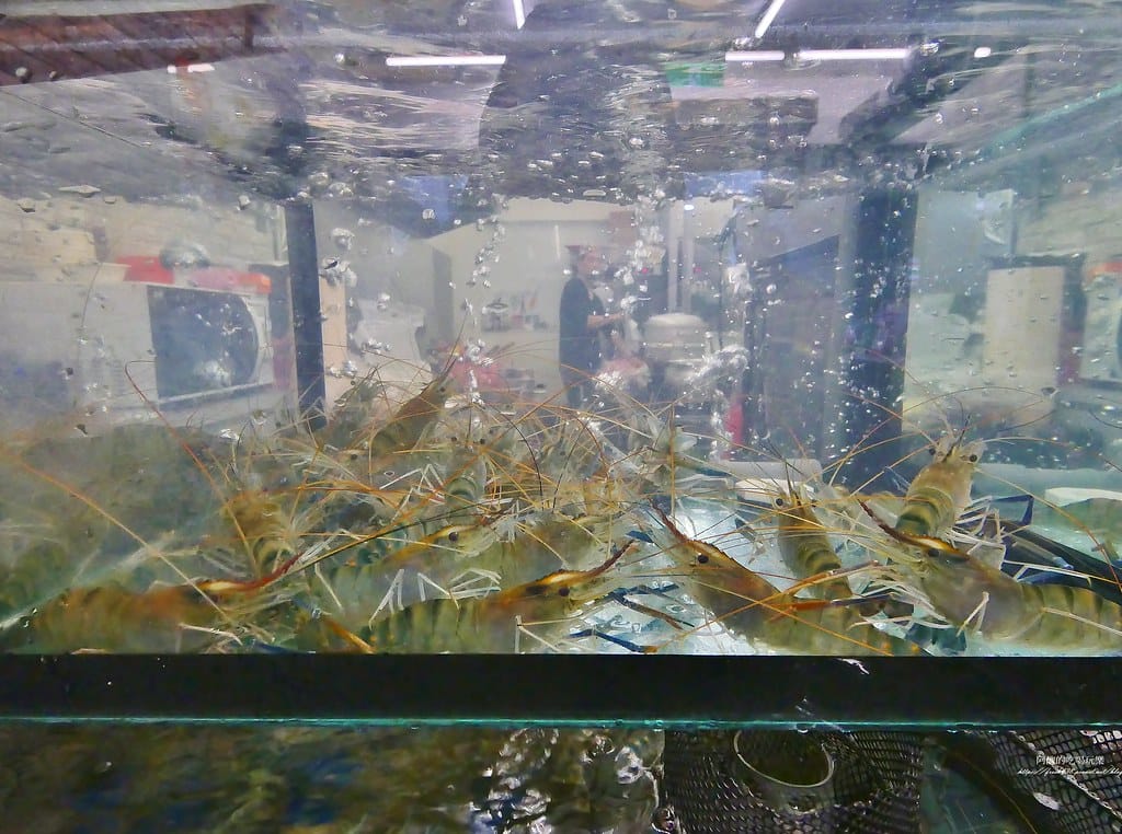 【台北美食】蝦之城活蝦餐廳,西門町必吃活蝦料理。 【台北美食】蝦之城活蝦餐廳,西門町必吃活蝦料理。