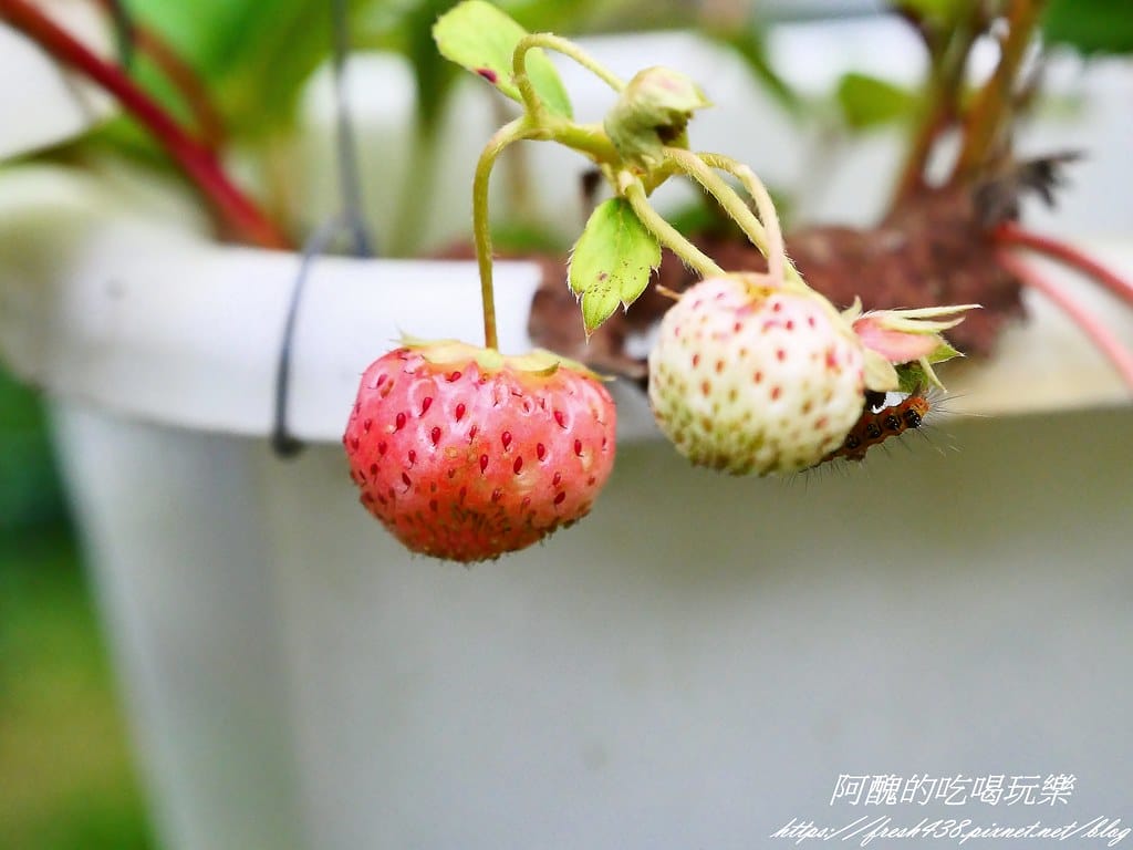 免搭帳+無敵景觀!新竹「愛上喜翁」懶人露營,一泊三食超享受! 免搭帳+無敵景觀!新竹「愛上喜翁」懶人露營,一泊三食超享受!