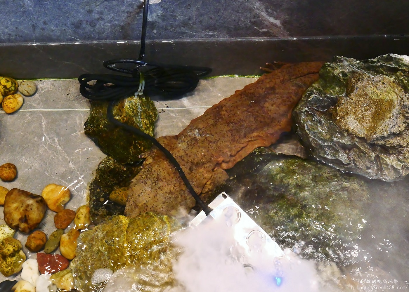 張家界美食推薦|鯢童餐廳娃娃魚必吃!土家族迎賓對歌體驗+包廂菜色完整開箱 - 第6張圖 張家界美食推薦|鯢童餐廳娃娃魚必吃!土家族迎賓對歌體驗+包廂菜色完整開箱