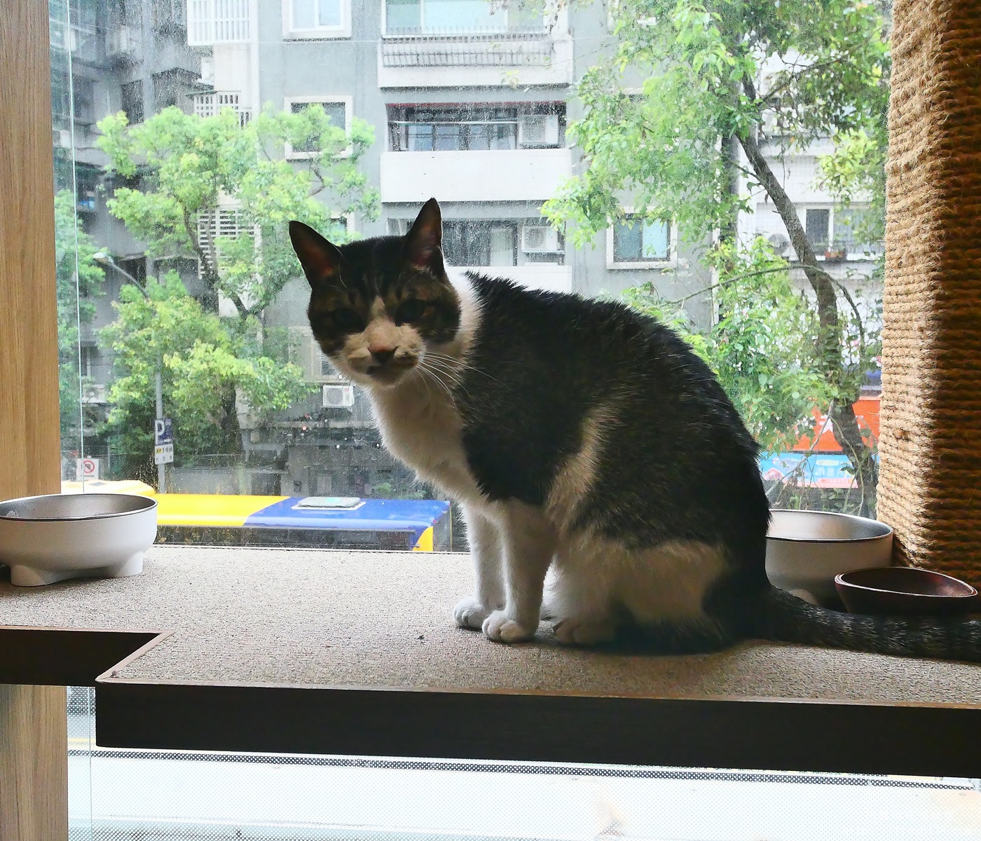 台北信義區貓旅館推薦｜【愛貓成癮貓旅館】五星級貓咪住宿開箱，24小時監控＋獨立空調的頂級度假體驗