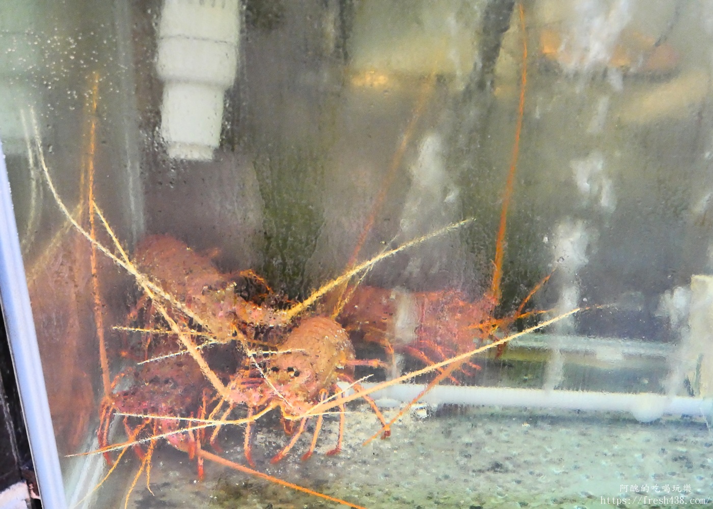 【板橋海鮮餐廳推薦】蒸天下蒸氣火鍋海鮮餐廳|活體龍蝦、黃金干貝粥必吃!板橋火鍋推薦、聚餐宴客首選 - 第7張圖 【板橋海鮮餐廳推薦】蒸天下蒸氣火鍋海鮮餐廳|活體龍蝦、黃金干貝粥必吃!板橋火鍋推薦、聚餐宴客首選