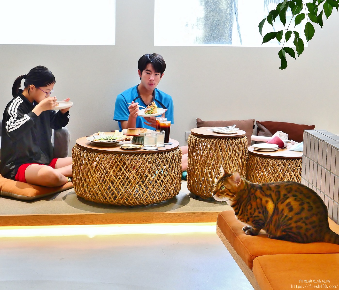 台北信義區貓旅館推薦｜【愛貓成癮貓旅館】五星級貓咪住宿開箱，24小時監控＋獨立空調的頂級度假體驗