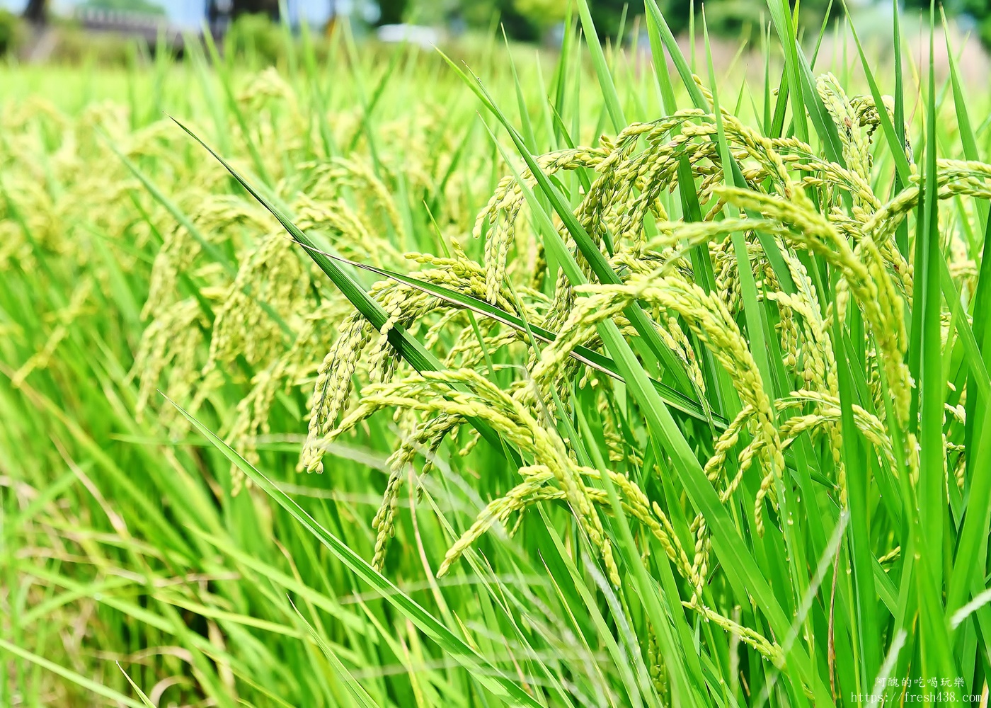 宜蘭親子民宿推薦｜松之墅溜滑梯親子民宿開箱，球池、戲水池、沙坑、電動遊戲、免費下午茶一次滿足