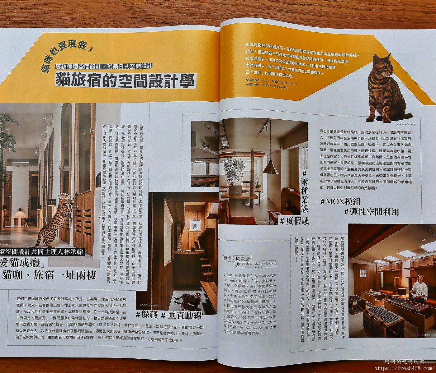 台北信義區貓旅館推薦｜【愛貓成癮貓旅館】五星級貓咪住宿開箱，24小時監控＋獨立空調的頂級度假體驗