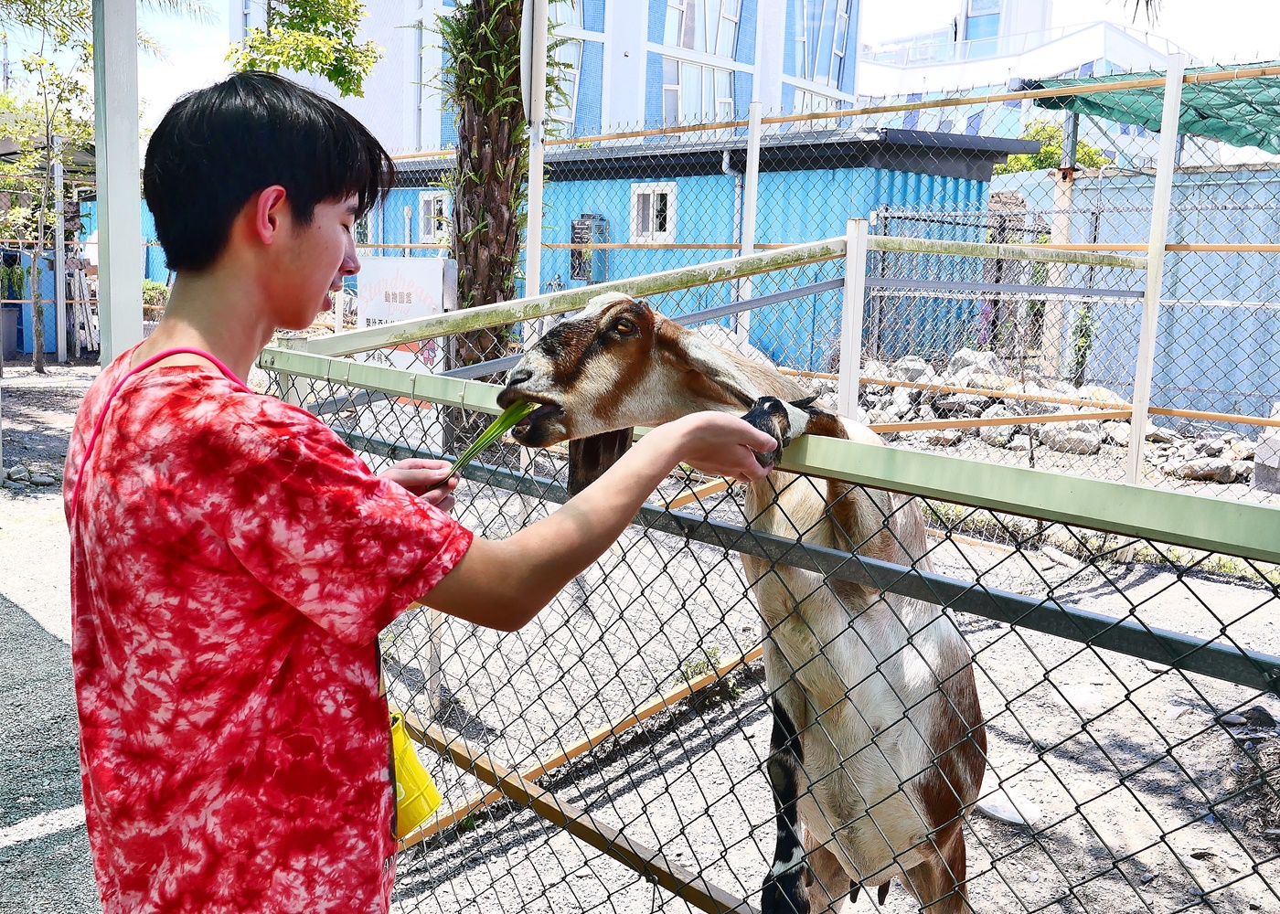 【宜蘭親子景點】星夢森林劇場全攻略｜水豚握手、羊駝梅花鹿餵食、DIY、戲水池一日遊必玩