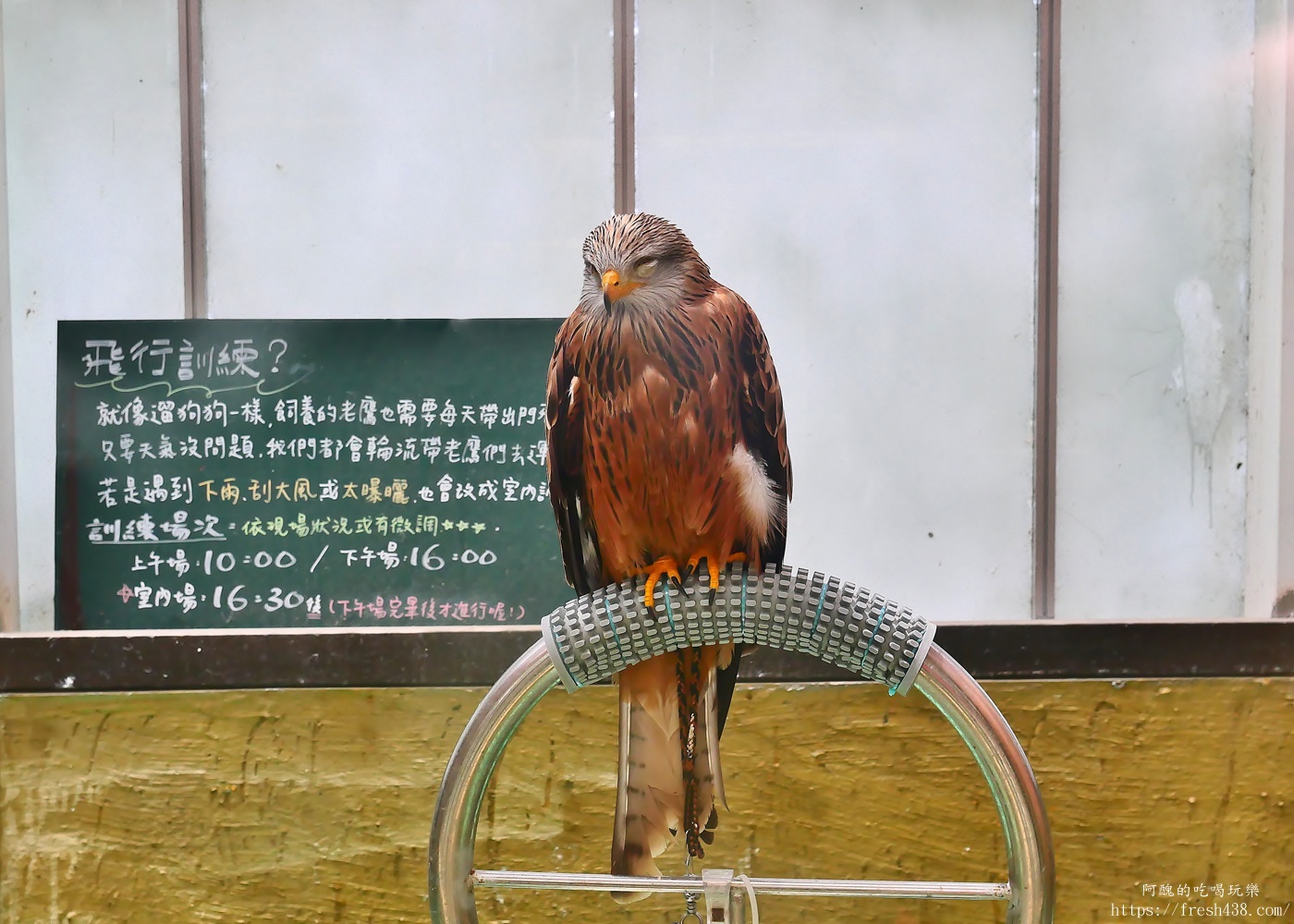 宜蘭親子景點|蘭陽動植物王國攻略!3000坪農場、雨天也能玩、猛禽訓練與動物互動體驗 - 第38張圖 宜蘭親子景點|蘭陽動植物王國攻略!3000坪農場、雨天也能玩、猛禽訓練與動物互動體驗