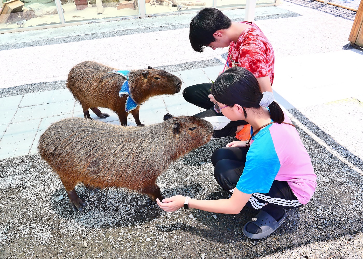 【宜蘭親子景點】星夢森林劇場全攻略｜水豚握手、羊駝梅花鹿餵食、DIY、戲水池一日遊必玩