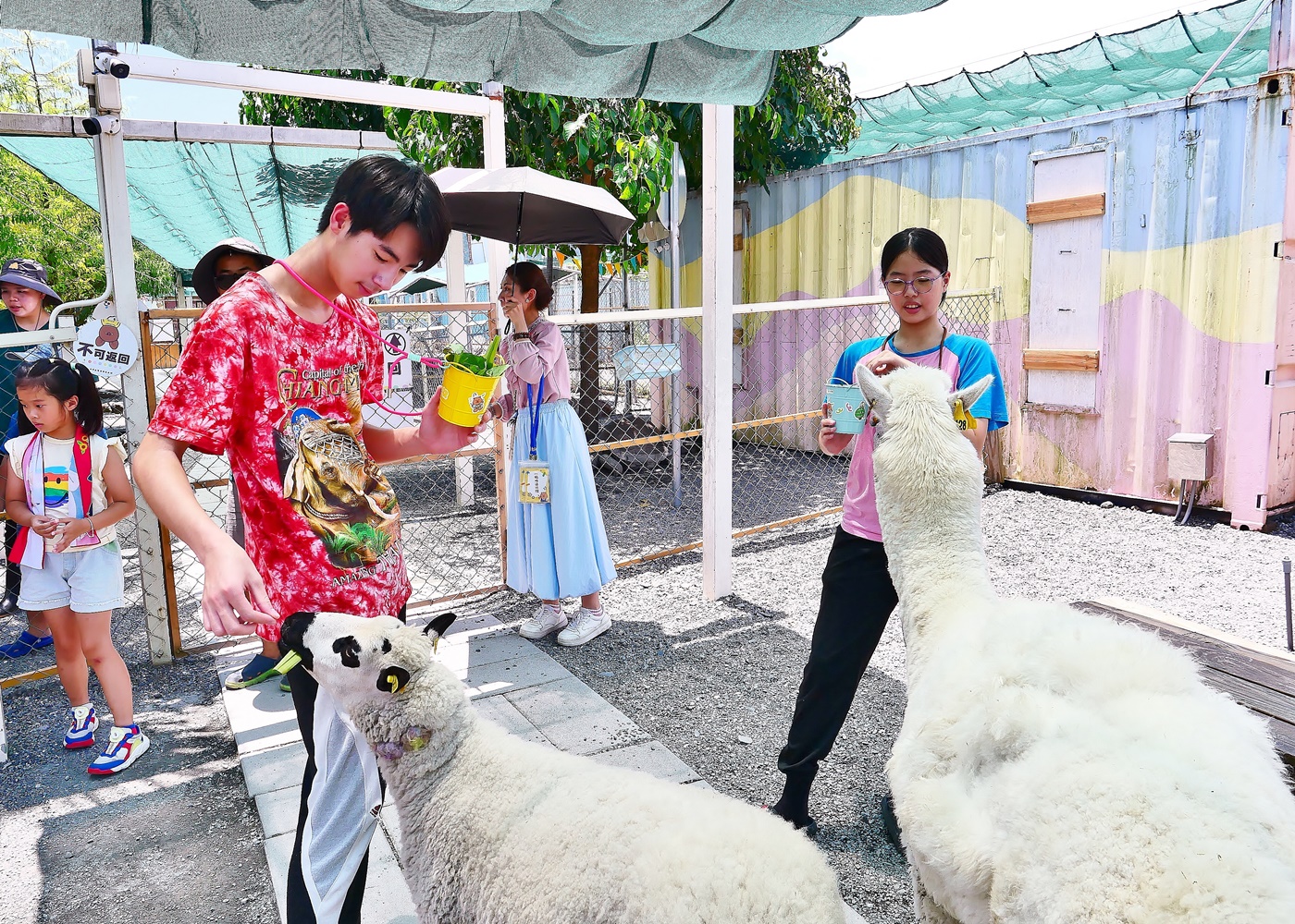 【宜蘭親子景點】星夢森林劇場全攻略｜水豚握手、羊駝梅花鹿餵食、DIY、戲水池一日遊必玩