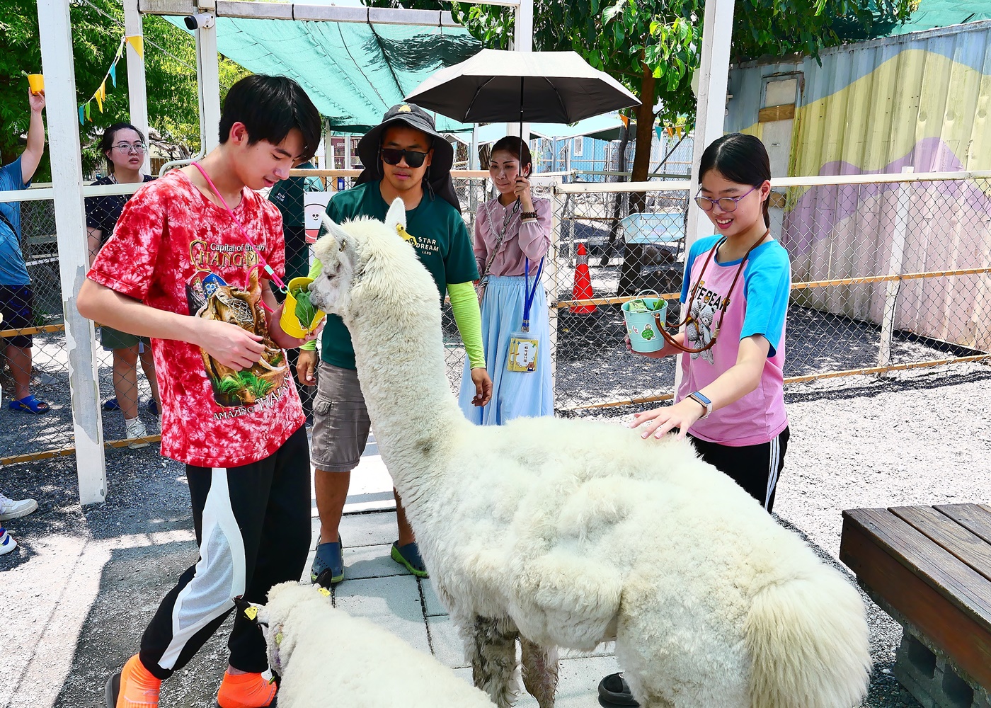 【宜蘭親子景點】星夢森林劇場全攻略｜水豚握手、羊駝梅花鹿餵食、DIY、戲水池一日遊必玩
