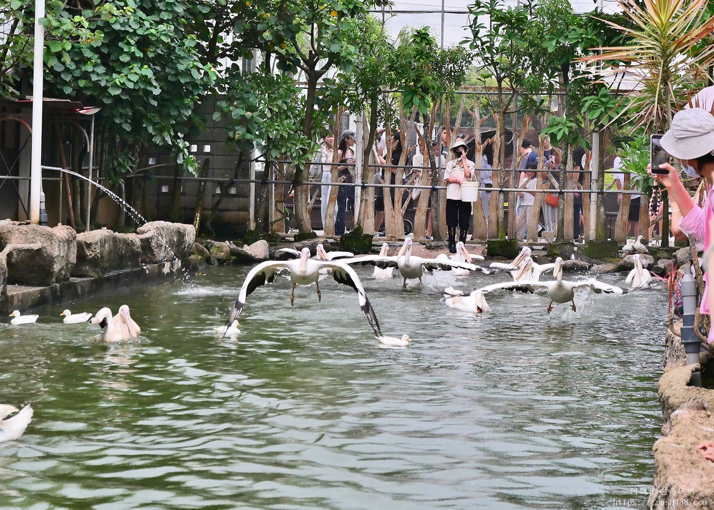 宜蘭親子景點|蘭陽動植物王國攻略!3000坪農場、雨天也能玩、猛禽訓練與動物互動體驗 - 第40張圖 宜蘭親子景點|蘭陽動植物王國攻略!3000坪農場、雨天也能玩、猛禽訓練與動物互動體驗