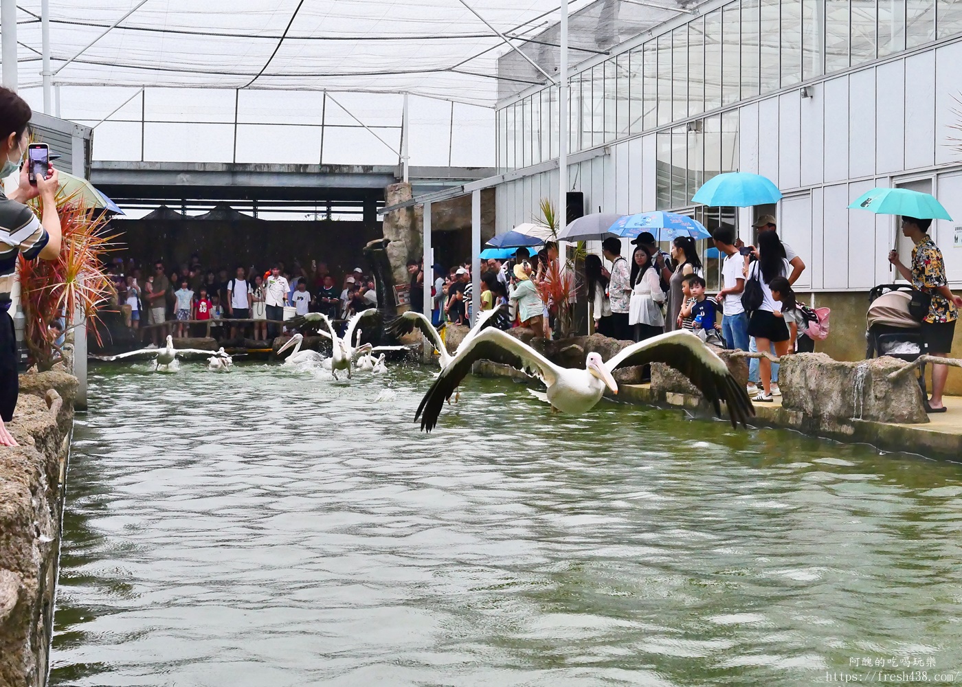 宜蘭親子景點|蘭陽動植物王國攻略!3000坪農場、雨天也能玩、猛禽訓練與動物互動體驗 - 第39張圖 宜蘭親子景點|蘭陽動植物王國攻略!3000坪農場、雨天也能玩、猛禽訓練與動物互動體驗