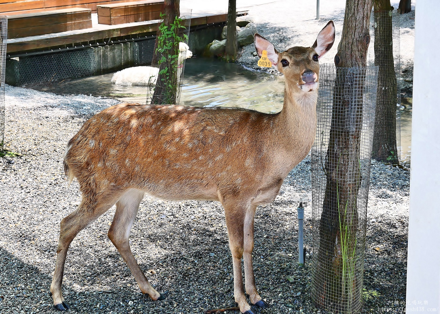 【宜蘭親子景點】星夢森林劇場全攻略｜水豚握手、羊駝梅花鹿餵食、DIY、戲水池一日遊必玩