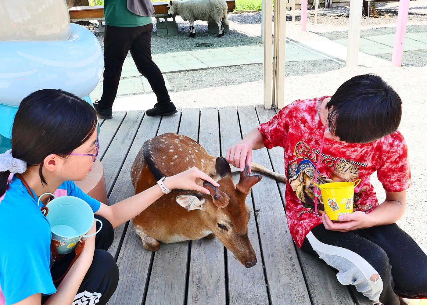 【宜蘭親子景點】星夢森林劇場全攻略｜水豚握手、羊駝梅花鹿餵食、DIY、戲水池一日遊必玩