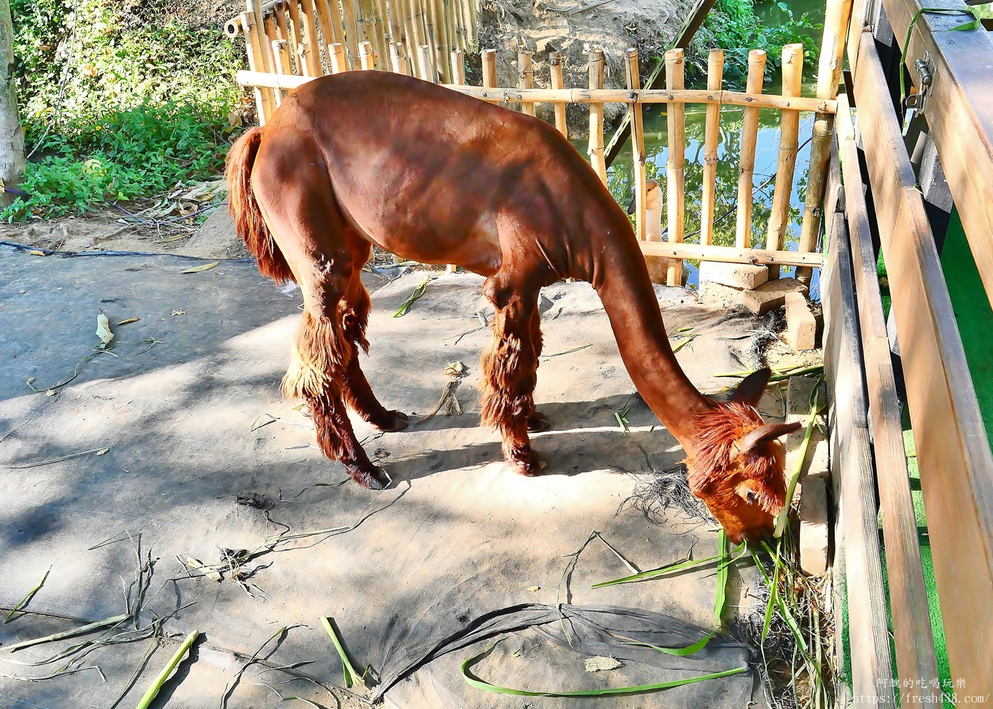 陶淬湖庭園咖啡｜新北鶯歌景觀餐廳推薦，免門票、可餵梅花鹿 羊駝 水豚，親子一日遊必訪