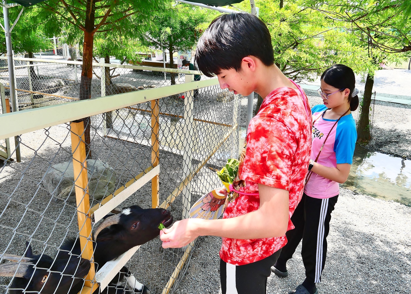 【宜蘭親子景點】星夢森林劇場全攻略｜水豚握手、羊駝梅花鹿餵食、DIY、戲水池一日遊必玩