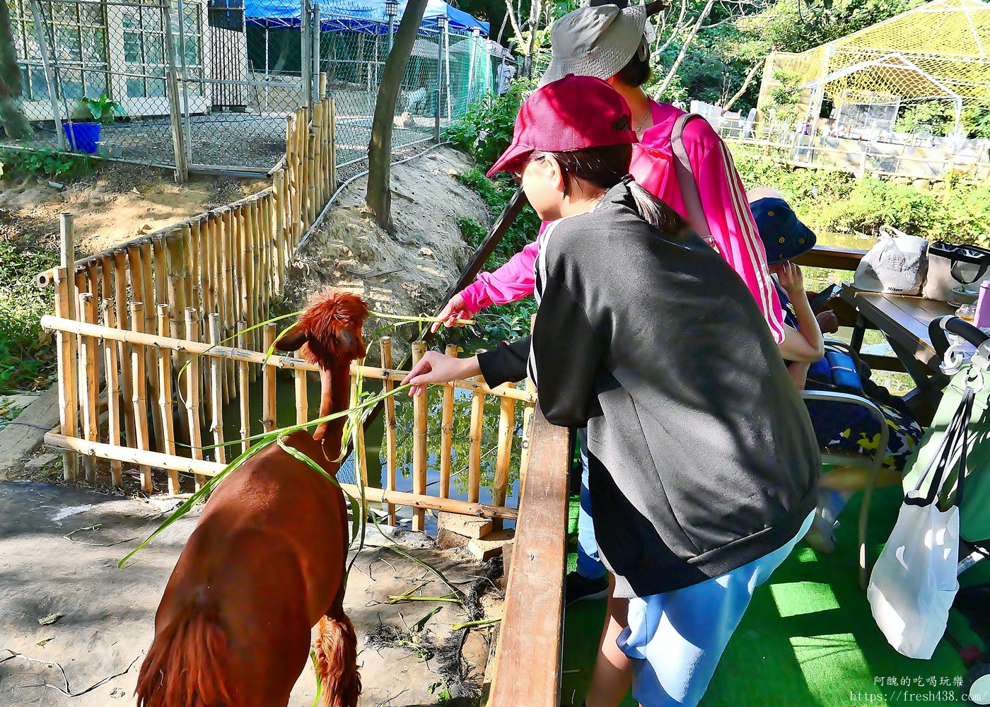 陶淬湖庭園咖啡｜新北鶯歌景觀餐廳推薦，免門票、可餵梅花鹿 羊駝 水豚，親子一日遊必訪