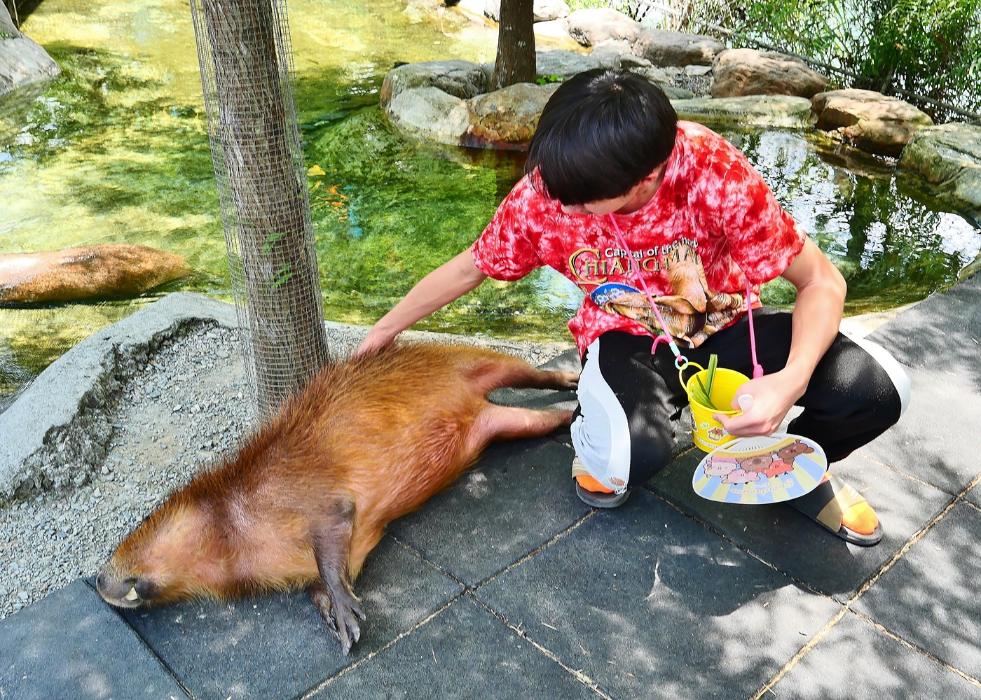 【宜蘭親子景點】星夢森林劇場全攻略｜水豚握手、羊駝梅花鹿餵食、DIY、戲水池一日遊必玩