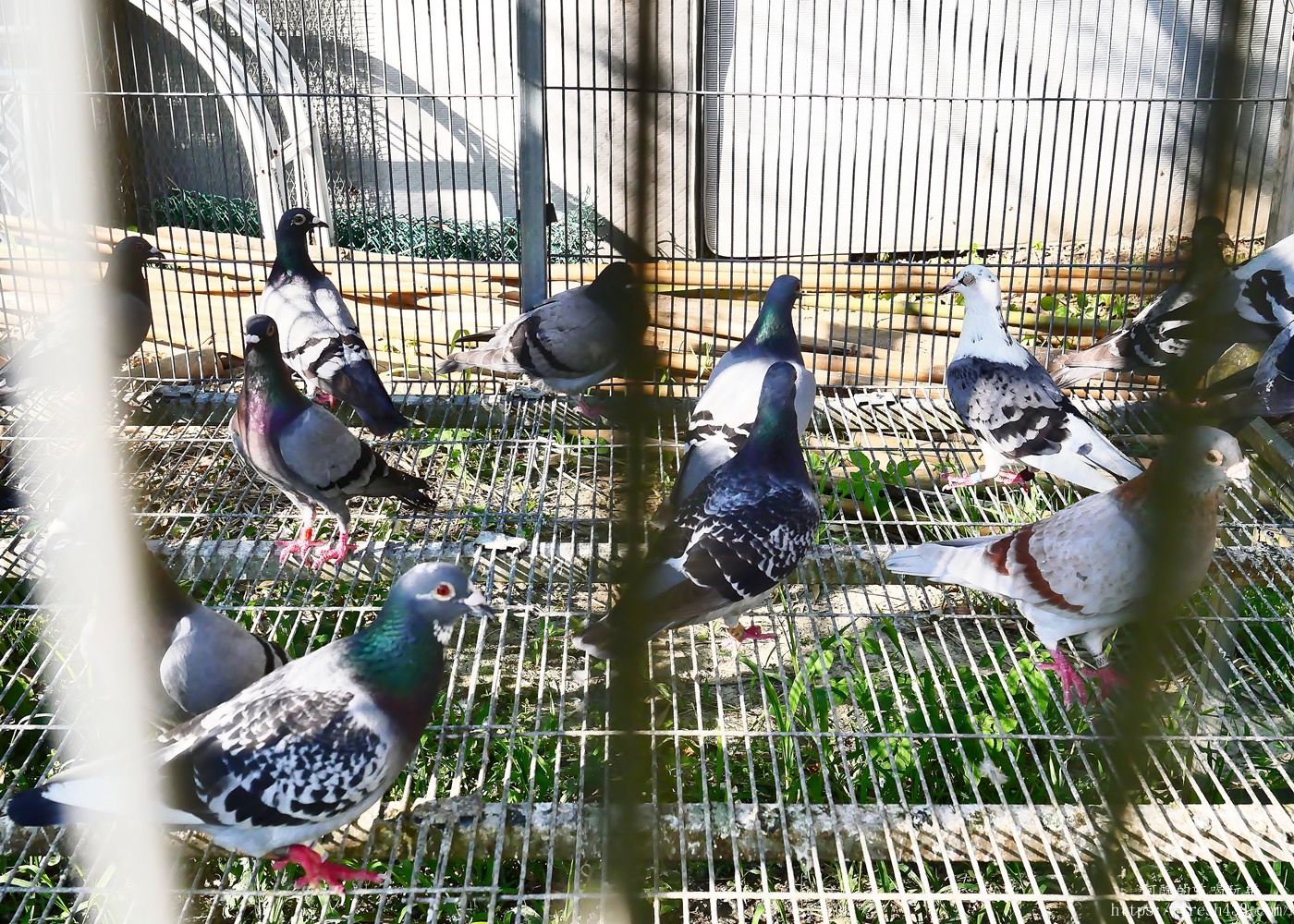 陶淬湖庭園咖啡｜新北鶯歌景觀餐廳推薦，免門票、可餵梅花鹿 羊駝 水豚，親子一日遊必訪