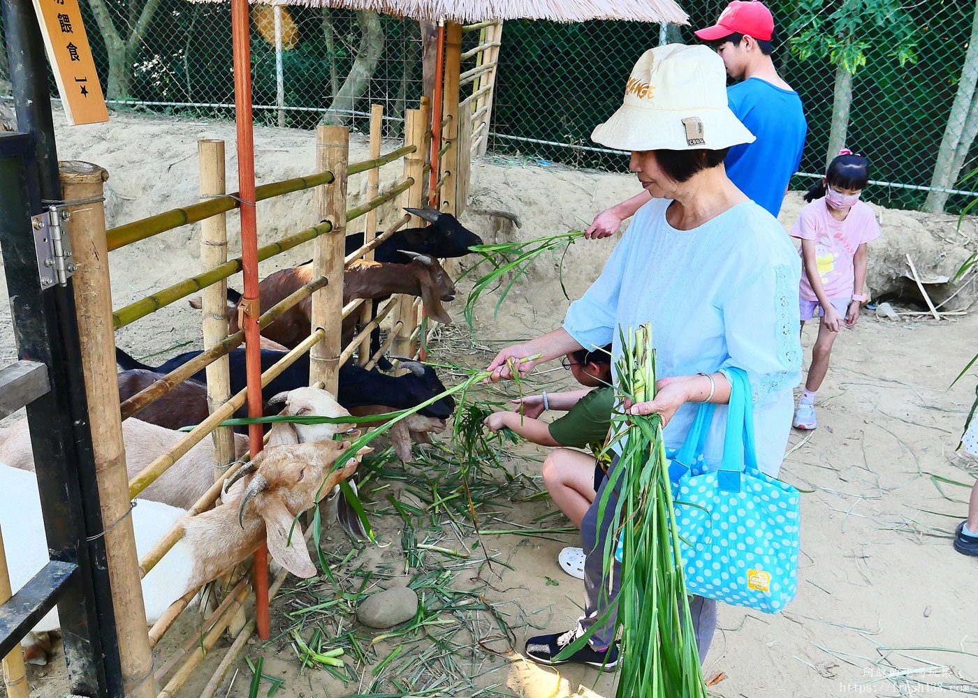 陶淬湖庭園咖啡｜新北鶯歌景觀餐廳推薦，免門票、可餵梅花鹿 羊駝 水豚，親子一日遊必訪