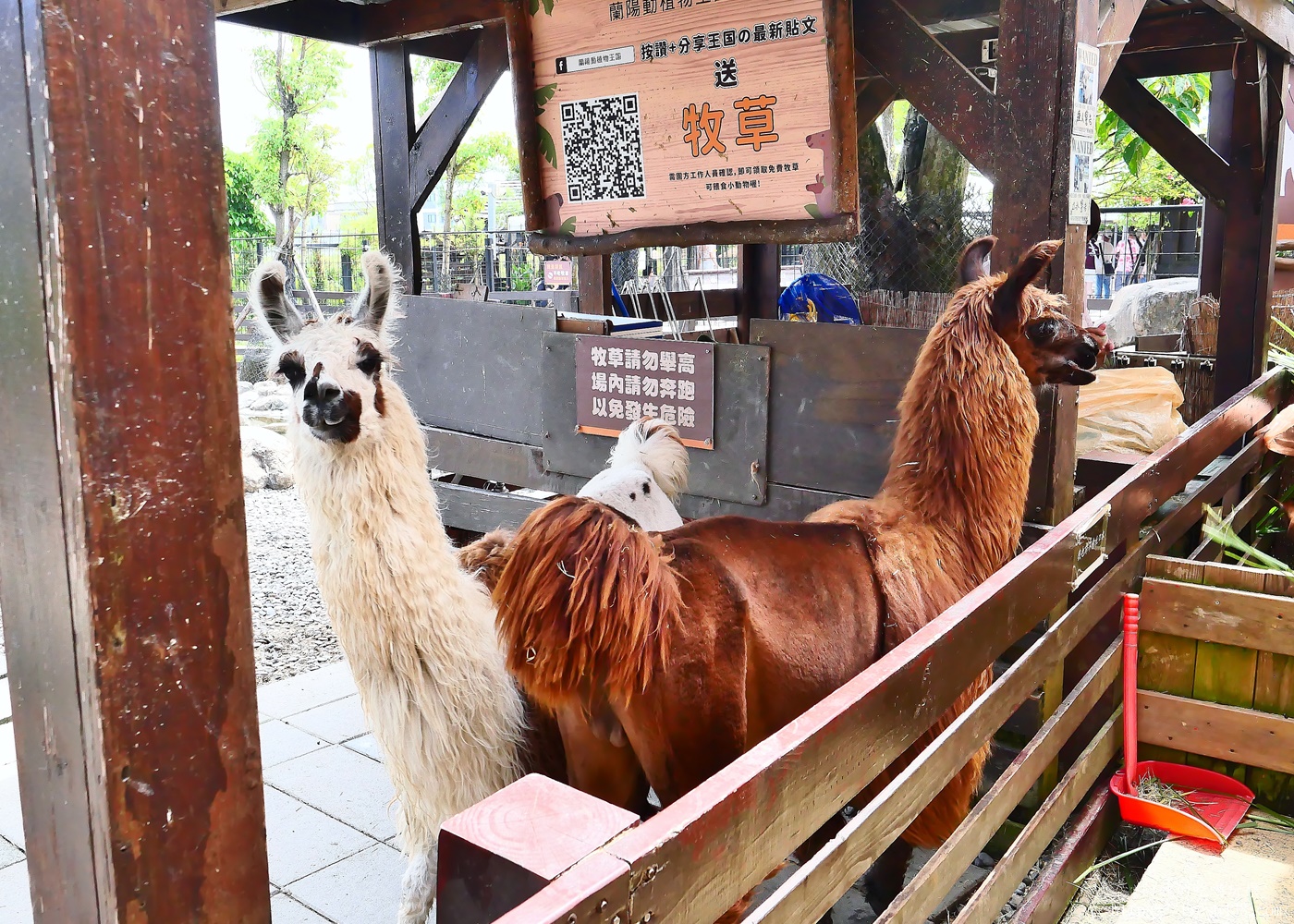 宜蘭親子景點|蘭陽動植物王國攻略!3000坪農場、雨天也能玩、猛禽訓練與動物互動體驗 - 第26張圖 宜蘭親子景點|蘭陽動植物王國攻略!3000坪農場、雨天也能玩、猛禽訓練與動物互動體驗