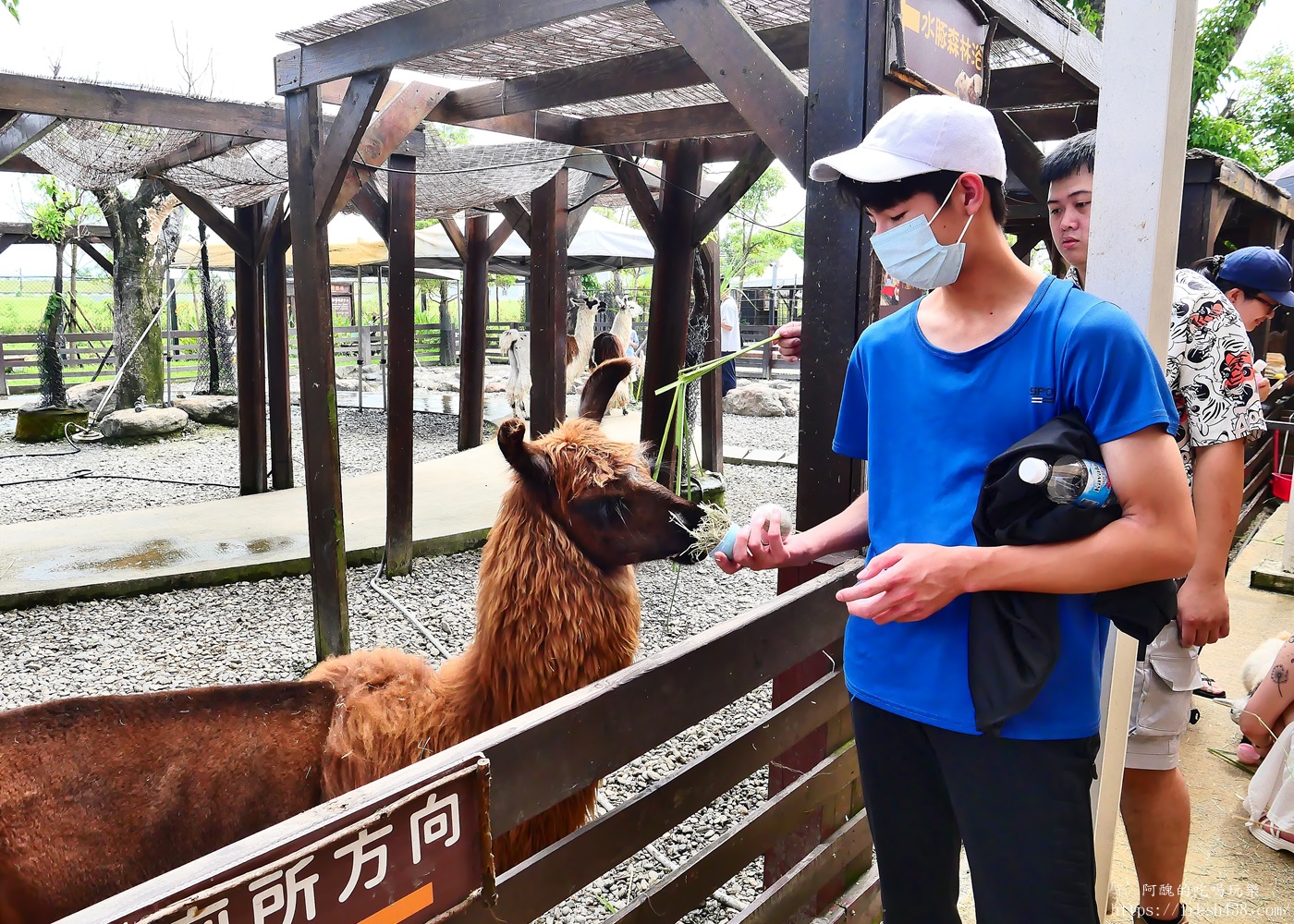 宜蘭親子景點|蘭陽動植物王國攻略!3000坪農場、雨天也能玩、猛禽訓練與動物互動體驗 - 第27張圖 宜蘭親子景點|蘭陽動植物王國攻略!3000坪農場、雨天也能玩、猛禽訓練與動物互動體驗