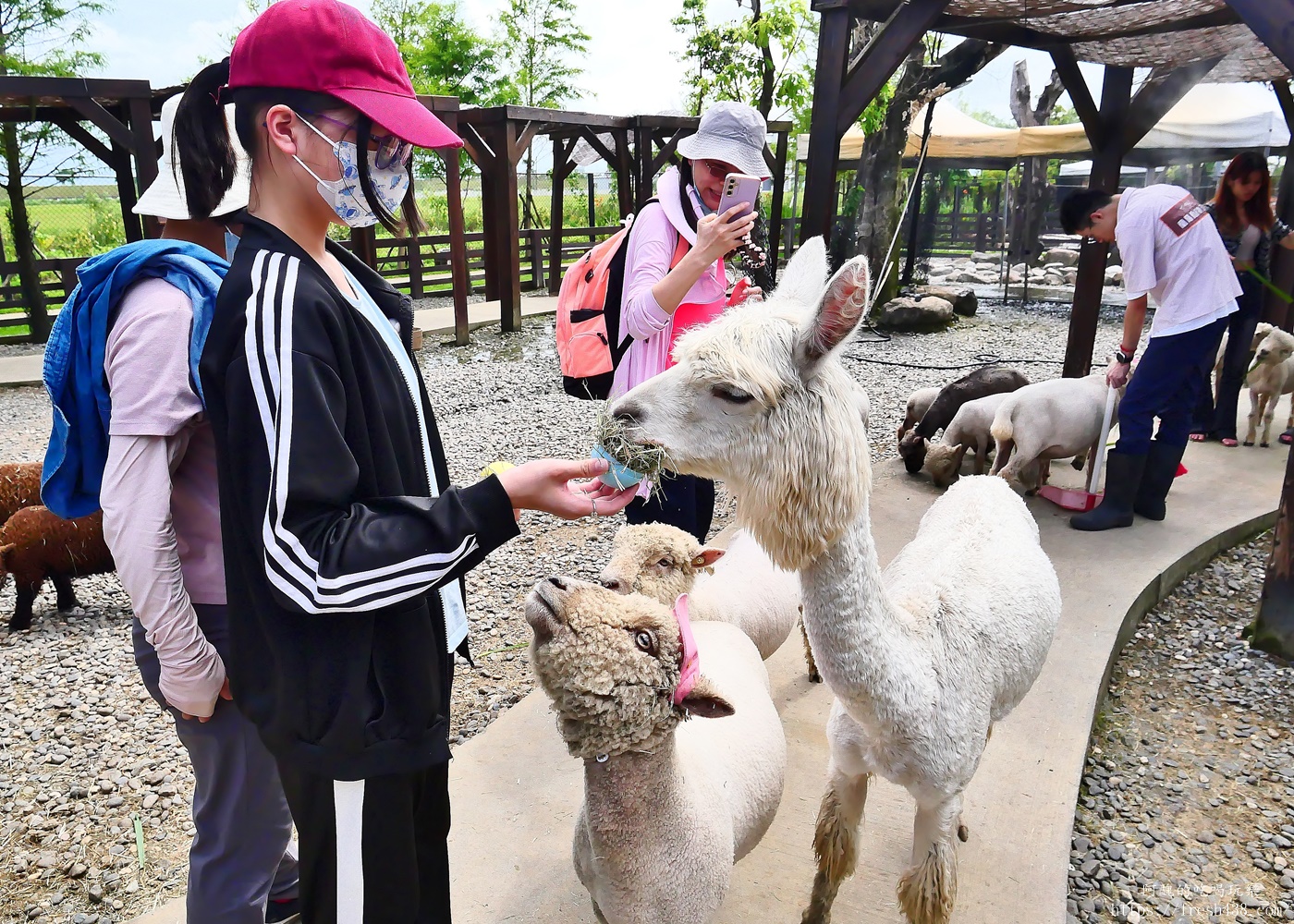 宜蘭親子景點|蘭陽動植物王國攻略!3000坪農場、雨天也能玩、猛禽訓練與動物互動體驗 - 第28張圖 宜蘭親子景點|蘭陽動植物王國攻略!3000坪農場、雨天也能玩、猛禽訓練與動物互動體驗