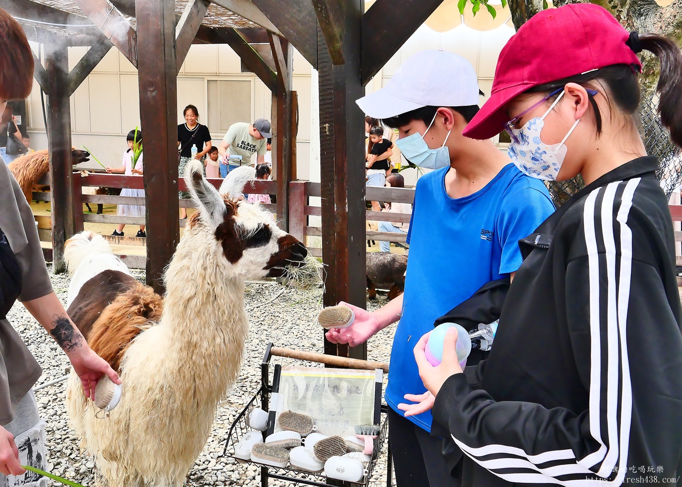 宜蘭親子景點|蘭陽動植物王國攻略!3000坪農場、雨天也能玩、猛禽訓練與動物互動體驗 - 第29張圖 宜蘭親子景點|蘭陽動植物王國攻略!3000坪農場、雨天也能玩、猛禽訓練與動物互動體驗