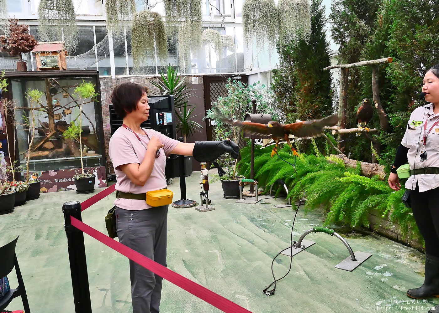 宜蘭親子景點|蘭陽動植物王國攻略!3000坪農場、雨天也能玩、猛禽訓練與動物互動體驗 - 第52張圖 宜蘭親子景點|蘭陽動植物王國攻略!3000坪農場、雨天也能玩、猛禽訓練與動物互動體驗